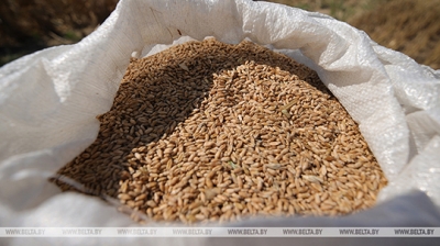 Во всех категориях хозяйств Беларуси в 2023 году намолотили около 9,5 млн тонн зерна, включая рапс