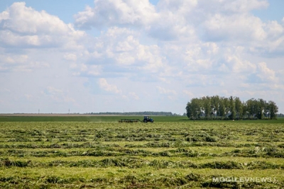 Лидерами зеленой жатвы на Могилевщине стали краснопольские, кричевские и чериковские растениеводы