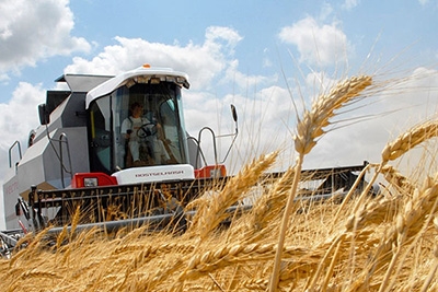 Более 6,2 млн т зерна намолочено в Беларуси