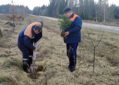 В Могилёвской области дорожные предприятия приступили к озеленению транспортных развязок и придорожных полос