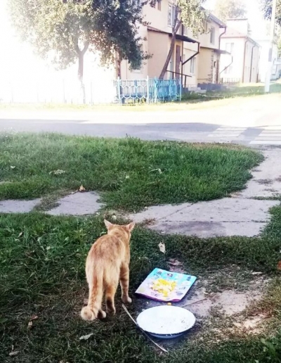 Жалость должна быть ответственной. Про зверей, людей и «абсолютно смертельное заболевание» — бешенство 