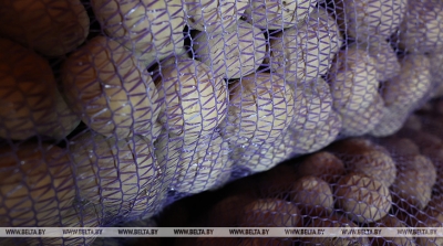 Обеспечены с запасом. Какой урожай картофеля собрали в Беларуси