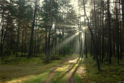 Посещение лесов ограничено во всех районах Могилевской области