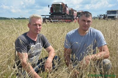 Ураджай-2019. Жніво ў эксперыментальнай базе «Глуск»